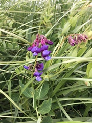 Lathyrus polyphyllus