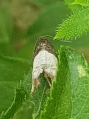 Notocelia cynosbatella