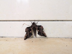 Smerinthinae