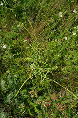 Hesperis tristis