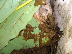 Eleutherodactylus cystignathoides