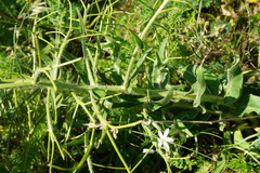 Hesperis tristis