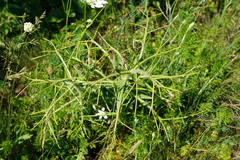 Hesperis tristis