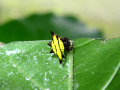 Gasteracantha diadesmia