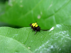 Gasteracantha diadesmia