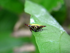 Gasteracantha diadesmia