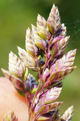 Poa badensis