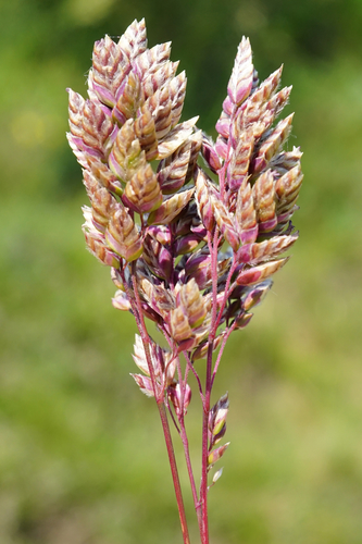 Image of Poa badensis by (c) Patrick Hacker, some rights reserved (CC BY)