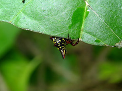 Gasteracantha diadesmia