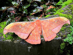 Antheraea