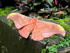 Antheraea