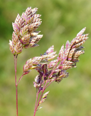 Poa badensis