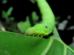 Eupanacra elegantulus