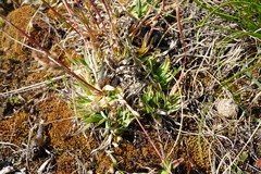Poa badensis