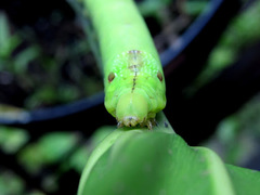 Eupanacra elegantulus