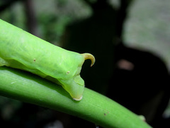 Eupanacra elegantulus