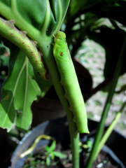 Eupanacra elegantulus