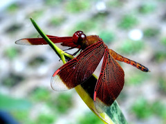 Neurothemis terminata