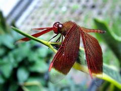 Neurothemis terminata