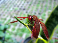 Neurothemis terminata
