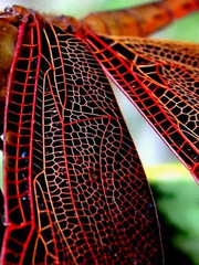 Neurothemis terminata