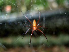 Nephila kuhli