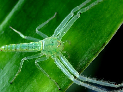 Green Grass Crab Spiders