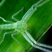 Green Grass Crab Spiders - Photo (c) Jason Alexander, some rights reserved (CC BY-NC), uploaded by Jason Alexander