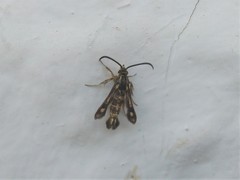 Chamaesphecia doleriformis