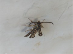 Chamaesphecia doleriformis