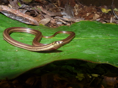 Litter Snake photo 3