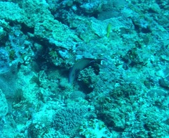 Acanthurus tennentii