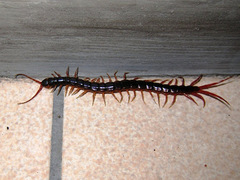Scolopendromorpha