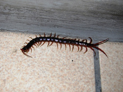 Scolopendromorpha