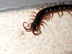 Scolopendromorpha