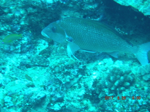 Chirodactylus jessicalenorum