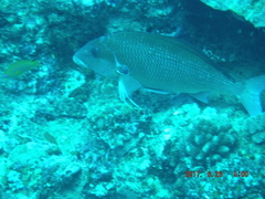 Chirodactylus jessicalenorum