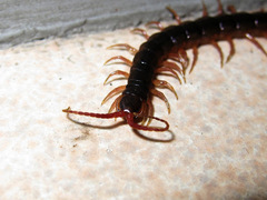 Scolopendromorpha