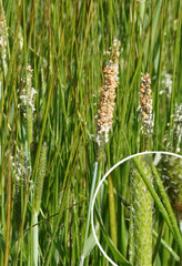 Alopecurus geniculatus