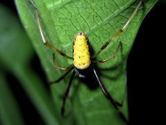 Nephila vitiana
