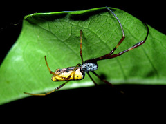 Nephila vitiana