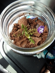 Astragalus nuttallianus