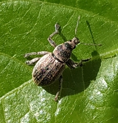 Sciaphobus squalidus