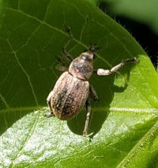 Sciaphobus squalidus