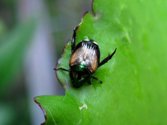 Popillia biguttata