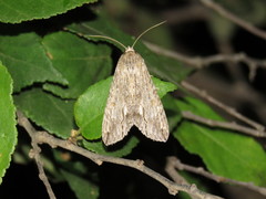 Melipotis acontioides