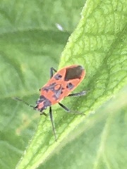Corizus hyoscyami