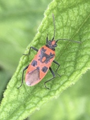 Corizus hyoscyami