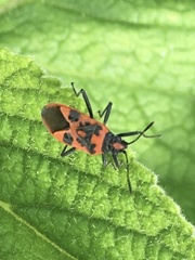 Corizus hyoscyami