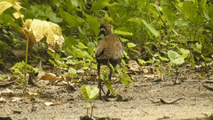 Gallirallus torquatus